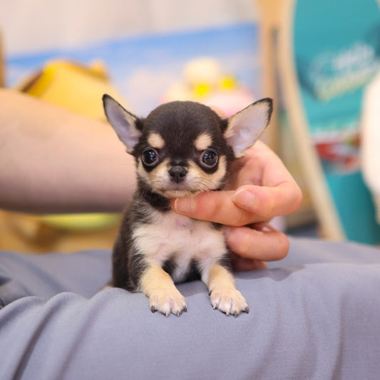 Chihuahua - Aru (Male)