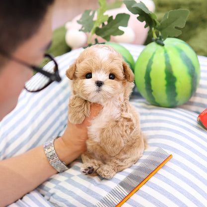 Maltipoo - Kkuma (Male)