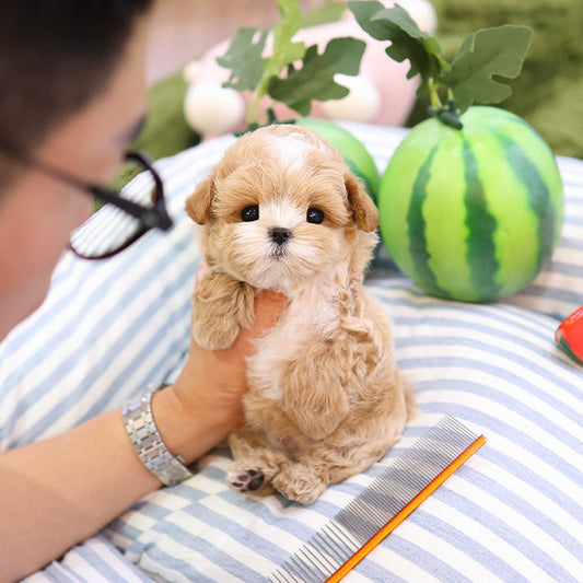 Maltipoo - Kkuma (Male)