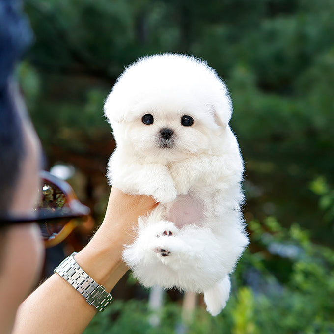 Bichon Frise - Nobin (Male)