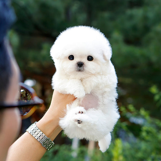Bichon Frise - Nobin (Male)
