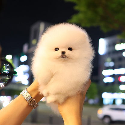 Pomeranian - Satang (Male)