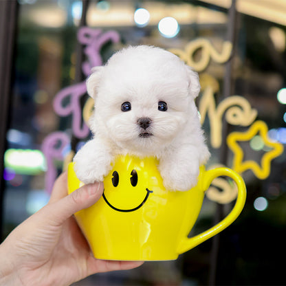 Bichon Frise - Chapssal (Female)