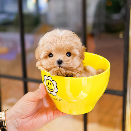 Maltipoo - Ijun (Male)