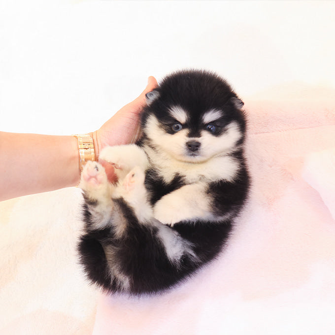 Pomsky - Dodo (Male)