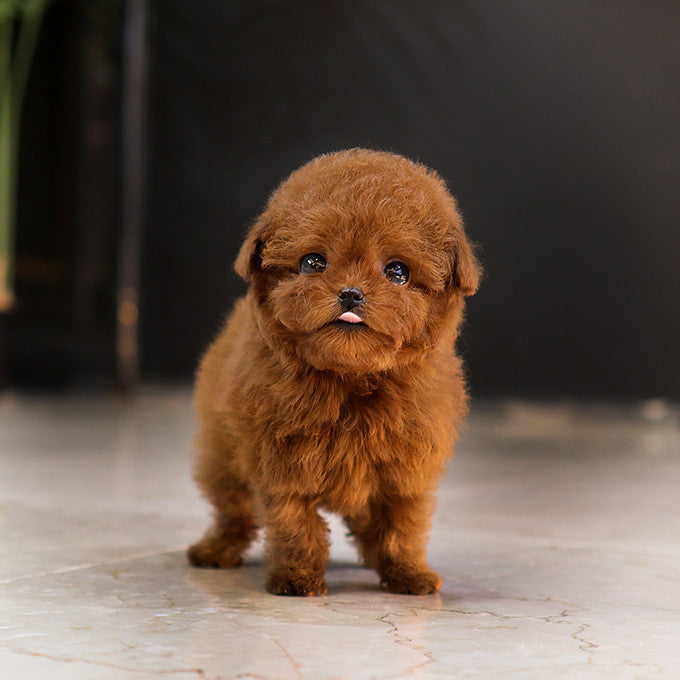 Poodle - Jjahi (Male)