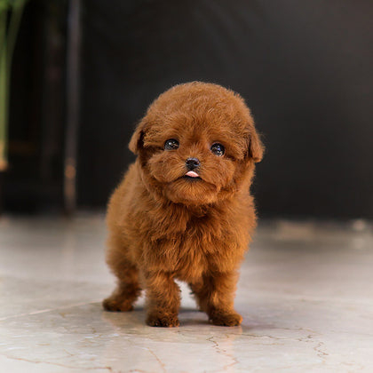 Poodle - Jjahi (Male) $5000