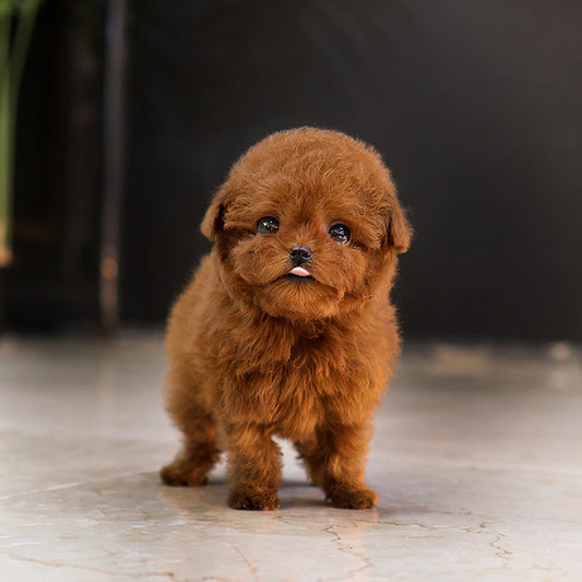 Poodle - Jjahi (Male)