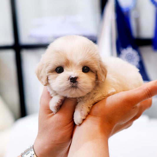 Cavapoo - Jangkku (Male)