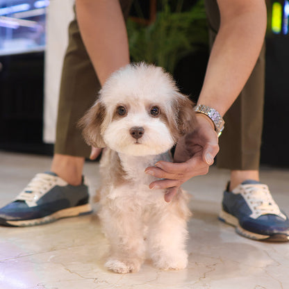 Poodle - Macao (Male)