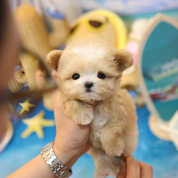 Maltipoo - Sasem (Male)