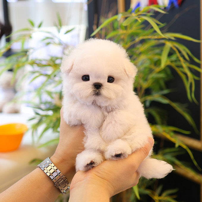Teacup Bichon Frise female puppy available at Cute Ptiga