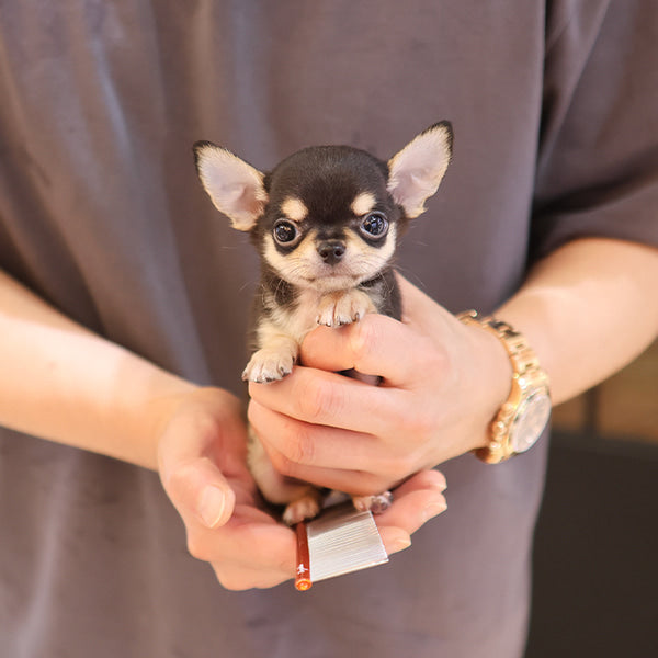 Chihuahua - Aru (Male)
