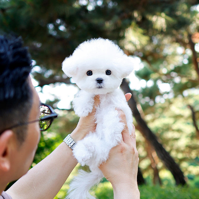 Teacup Bichon Frise male puppy available at Cute Ptiga