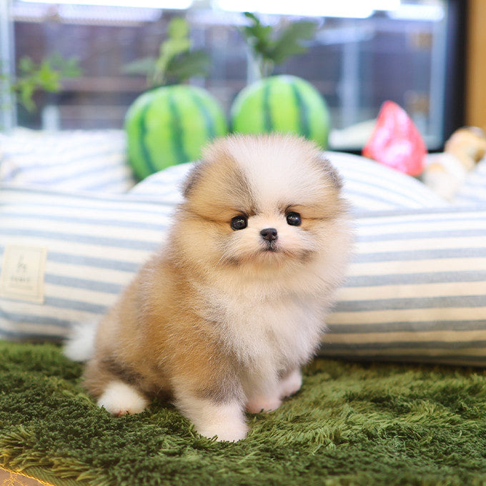 Pomeranian - Haru (Female)