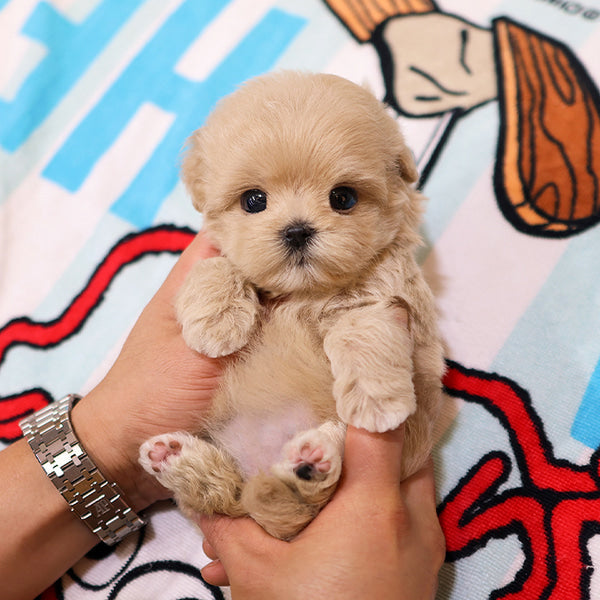 Maltipoo - Dindin (Female)