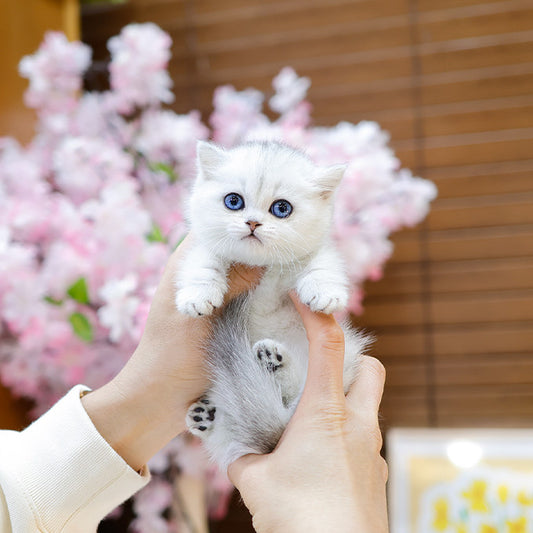Munchkin - Kiki (Female)