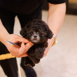 Poodle - Puha (Male)
