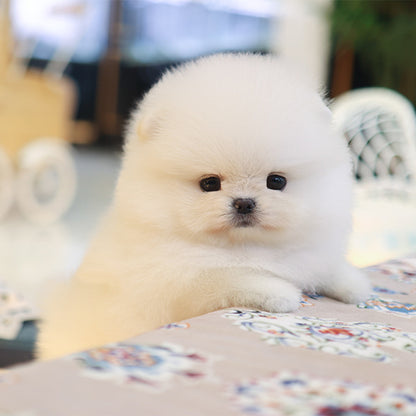 Pomeranian - Ppiyak (Female)