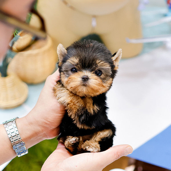 Yorkshire Terrier - Boka (Female)