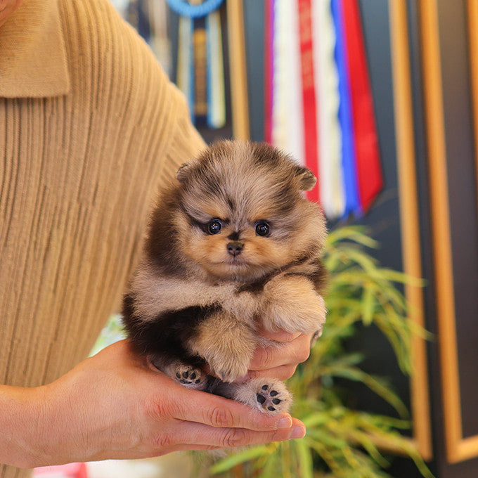 Pomeranian - Mongyi (Female)