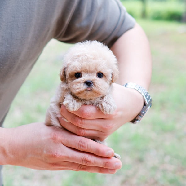 Maltipoo - Mallang (Female)