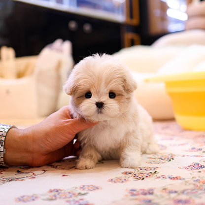 Maltipoo - Daengdaeng (Male)