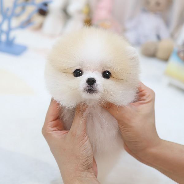 Pomeranian - Woky (Male)