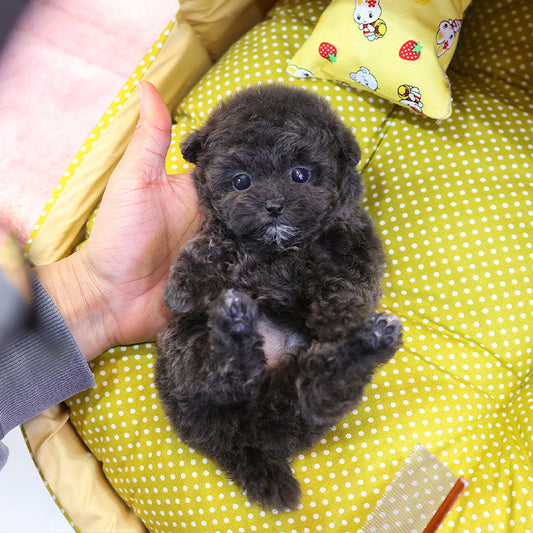 Poodle - Kuromi (Female)