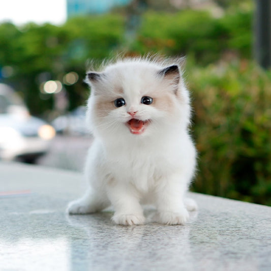 Ragdoll - Pulpul (Male)