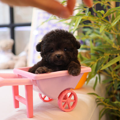Poodle - Kkomdol (Male)