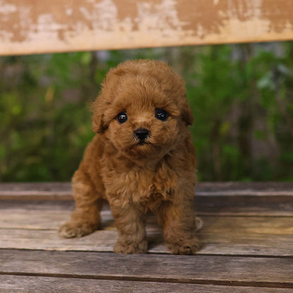Poodle - Dorong (Female)