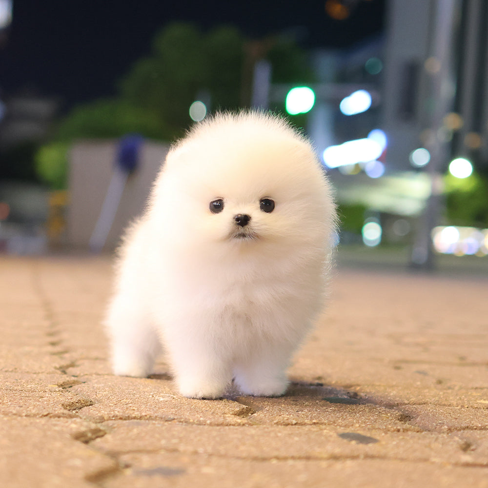 Pomeranian - Popcorn (Female) $5000