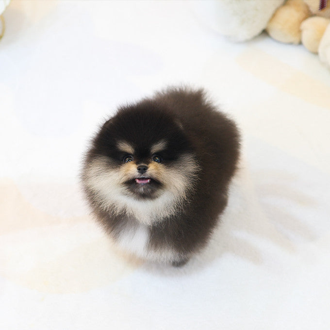 Pomeranian - Chamkkae (Male)