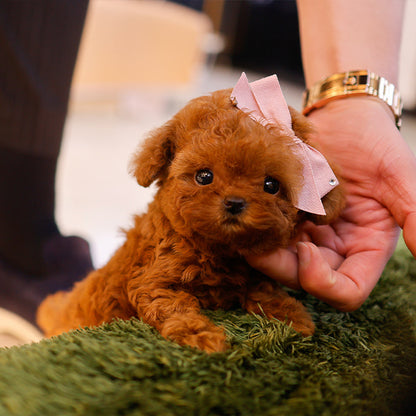 Poodle - Siwon (Female)