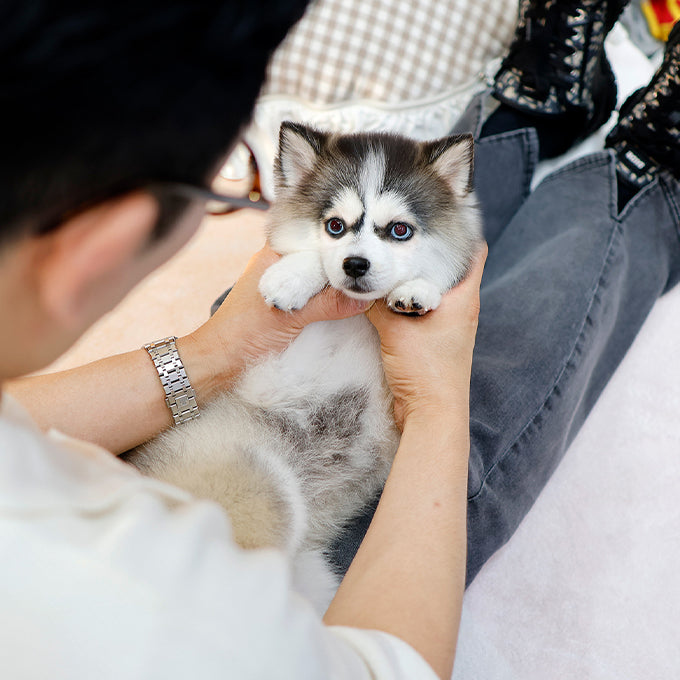 Pomsky - Sunding (Female)