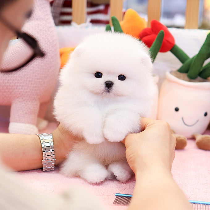 Pomeranian - Kupang (Male)