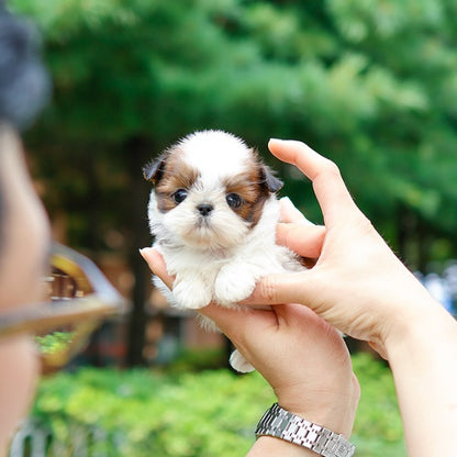 Shihtzu - Atti (Female)