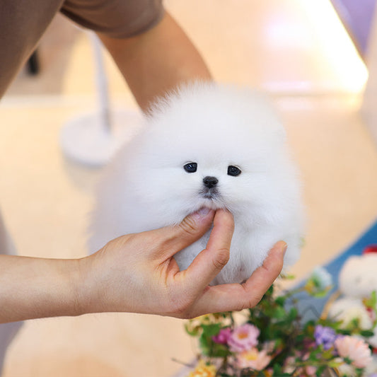 Pomeranian - Persian (Female)