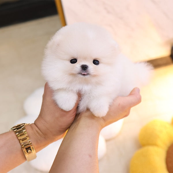 Pomeranian - Pika (Female)