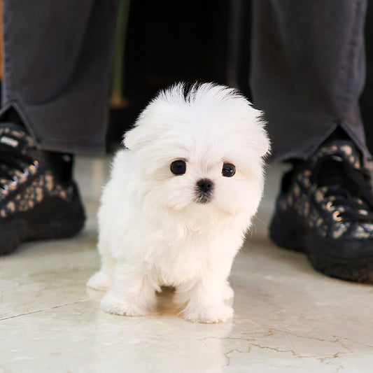 Maltese - Chijeu (Female)
