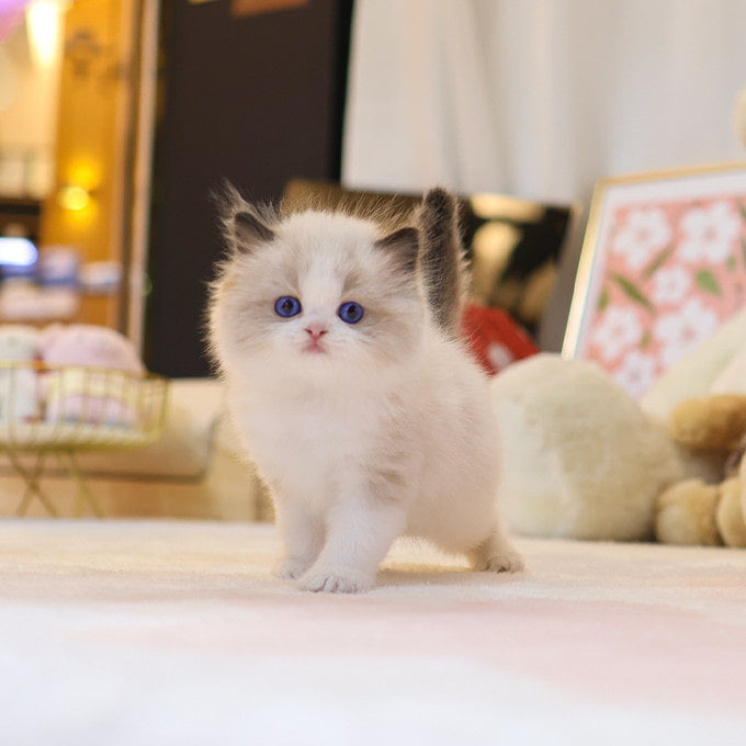 Ragdoll - Nara (Male)