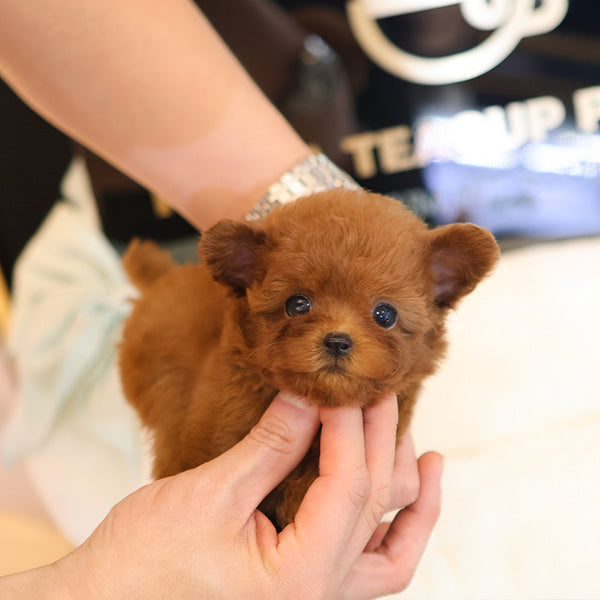 Poodle - Rini (Female)