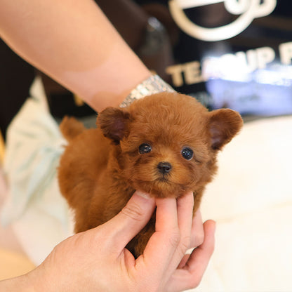 Poodle - Rini (Female)
