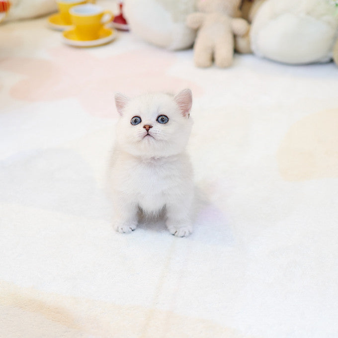 Munchkin - Ppikka (Male)
