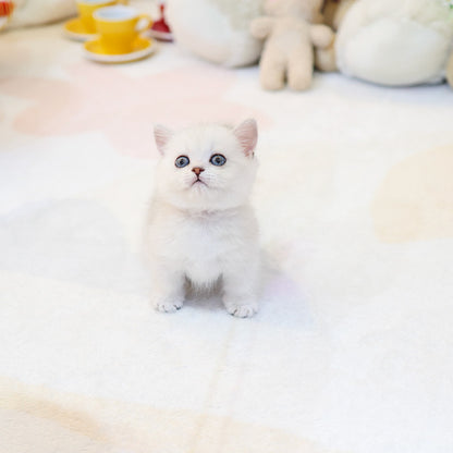 Munchkin - Ppikka (Male)