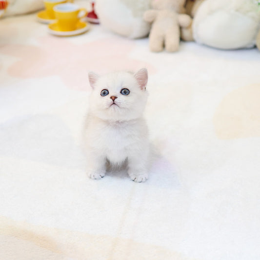 Munchkin - Ppikka (Male)
