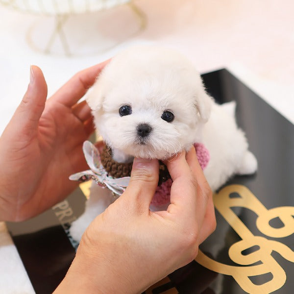 Bichonfrise - Chota (Female)