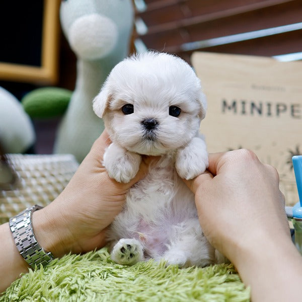 Maltipoo - Ungi (Male)