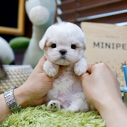 Maltipoo - Ungi (Male)
